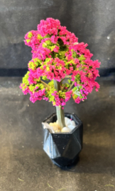 Bloesemboompje in sierpot