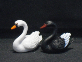 Witte en zwarte zwaan