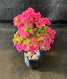 Bloesemboompje in sierpot