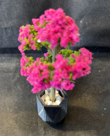 Bloesemboompje in sierpot