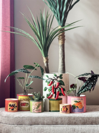 BLOEMPOT SINAASAPPEL L