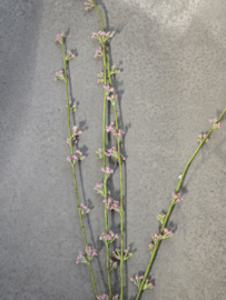 Kunsttak Spirea
