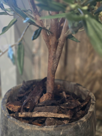 Authentieke Oude Houten Pot