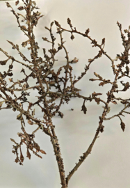 Kunsttak Corokia