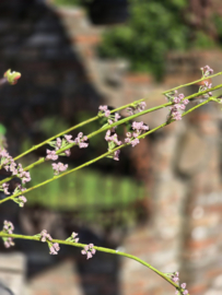 Kunsttak Spirea