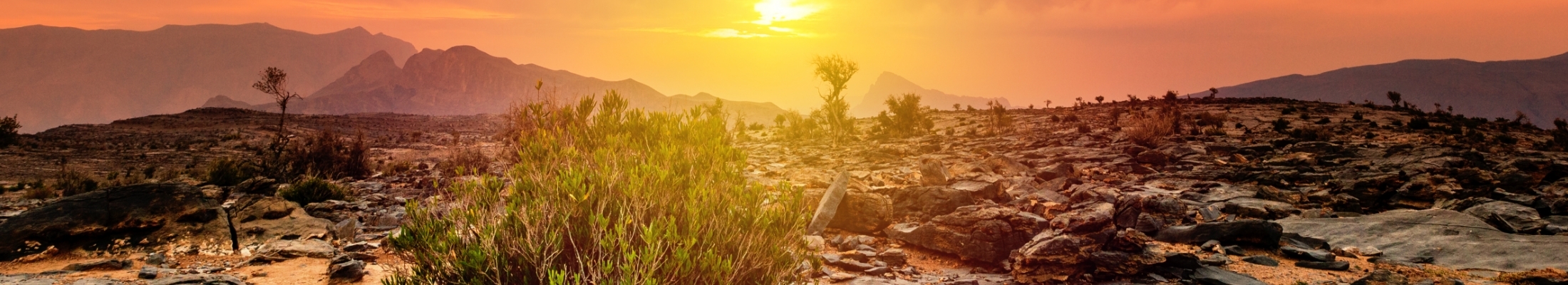 Omani banner 1