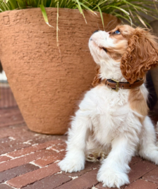 Atelier Vierkant Model A 40 kleur Cork