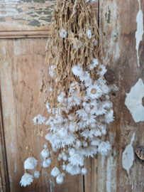 Gedroogde witte bloemen