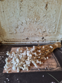 Gedroogde witte bloemen