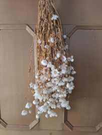 Gedroogde witte bloemen