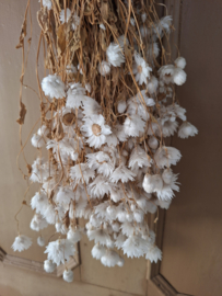 Gedroogde witte bloemen