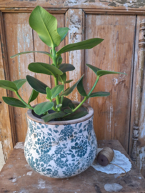 Bloempot petrol bloem