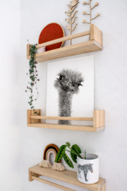 Zwart-Wit Poster Struisvogel