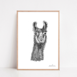 Zwart-Wit Poster Alpaca