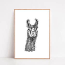 Zwart-Wit Poster Alpaca