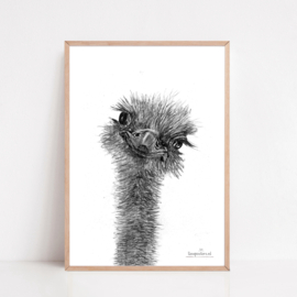 Zwart-Wit Poster Struisvogel