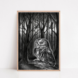 Zwart-Wit Poster Uil In Bos