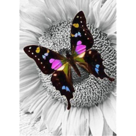 Diamond painting Schmetterling