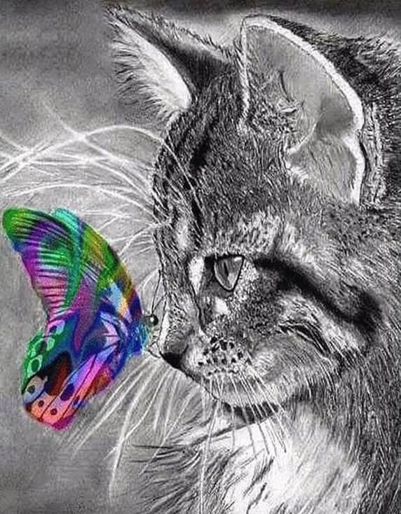 Diamondpainting Katze mit Schmetterling