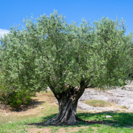Olijven