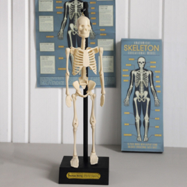 Anatomisch Skelet