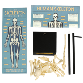 Anatomisch Skelet