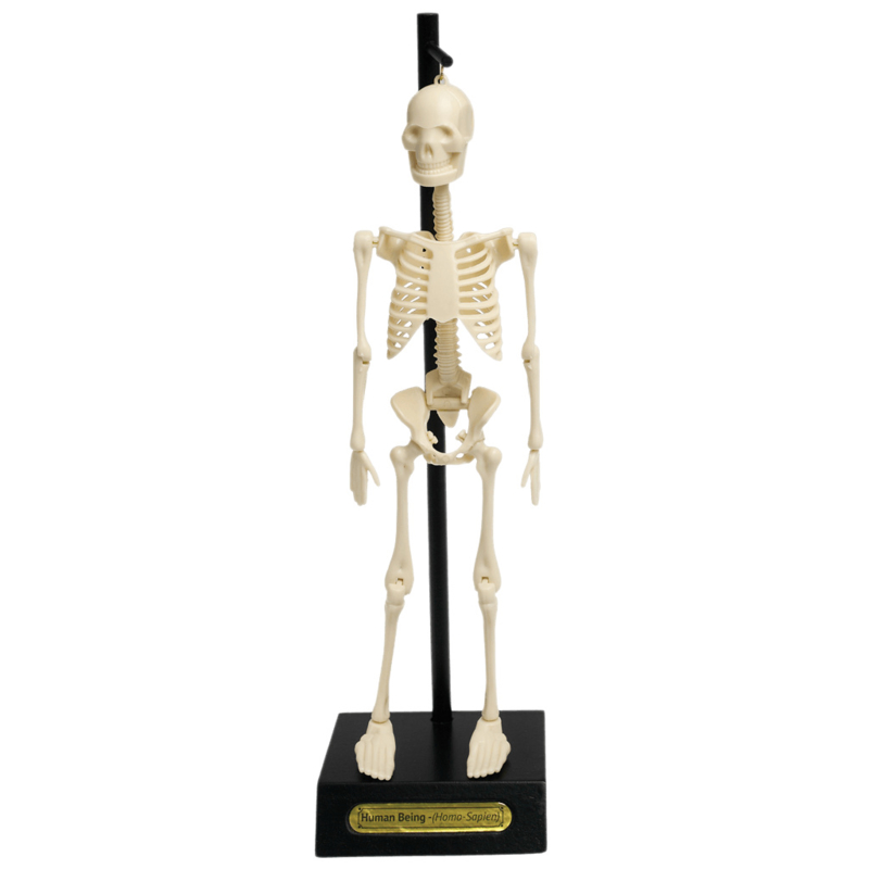 Obsessie Scheermes Matig Anatomisch Skelet | Kleine Man | De Buurman Gorinchem
