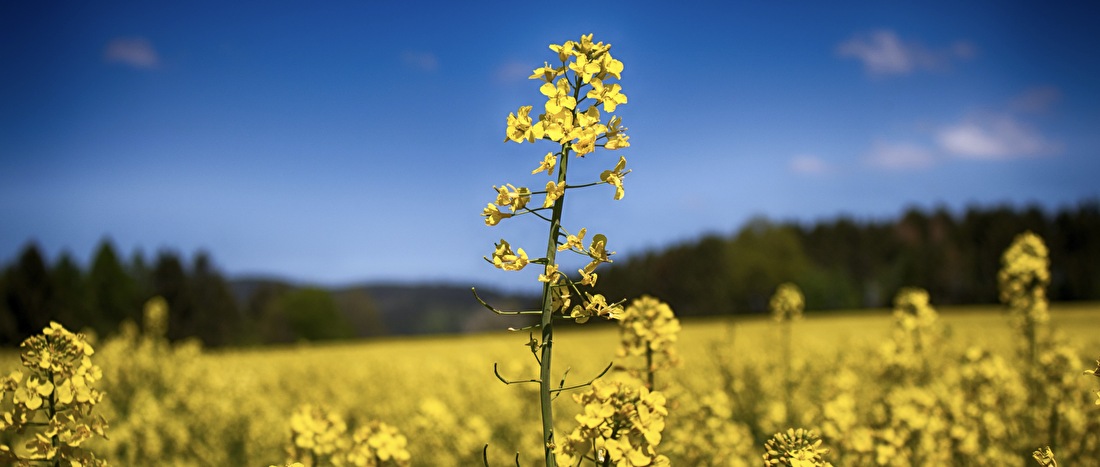 Veld met koolzaadbloemen