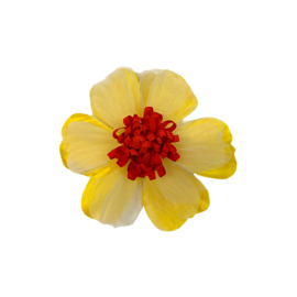 Bloem Decoratie Speld geel/wit/rood