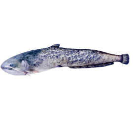 Catfish pillow - 115cm