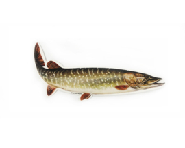 Pike - 15cm