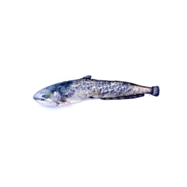 Catfish pillow - 62cm