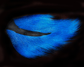 Bucktail medium - blue