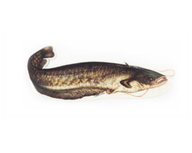 Catfish - 15cm