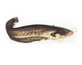 Catfish - 23cm