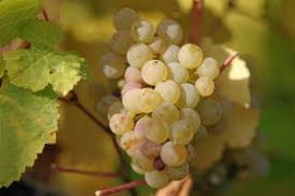 Proefdoos 'Riesling - Bio'