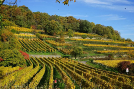 Weingut Michael Andres, Riesling trocken Deidesheimer Mäushöhle 'Am Kirchenberg' 2021