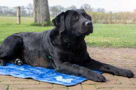 CoolPets Cooling Mat L