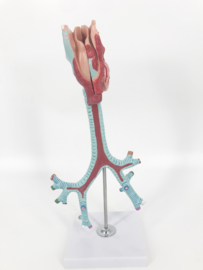 Anatomisch model Bronchiën (2 delig)
