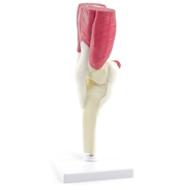 HEINE SCIENTIFIC Anatomisch model knie gewricht met spieren en pezen