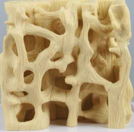 Osteoporose model