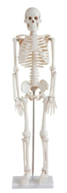 Anatomisch model menselijk skelet 78 cm