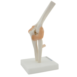 HEINE SCIENTIFIC Anatomisch model elleboog gewricht met ligamenten