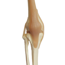 HEINE SCIENTIFIC Anatomisch model knie op ware grootte