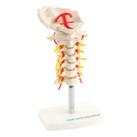 HEINE SCIENTIFIC Anatomisch model halswervelkolom