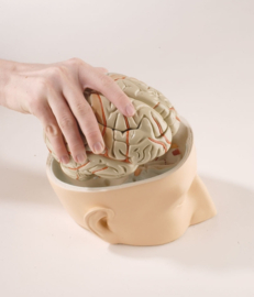 Anatomisch model Hersenen in hoofd basis (7 delig)