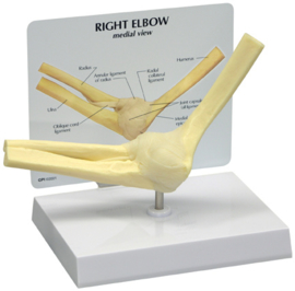 Anatomisch model Elleboog gewricht