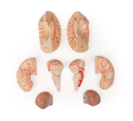 Anatomisch model van de Hersenen met aders (9 delig)