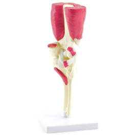 HEINE SCIENTIFIC Anatomisch model knie gewricht met spieren en pezen