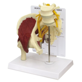 Anatomisch model Heup met spieren en zenuwen